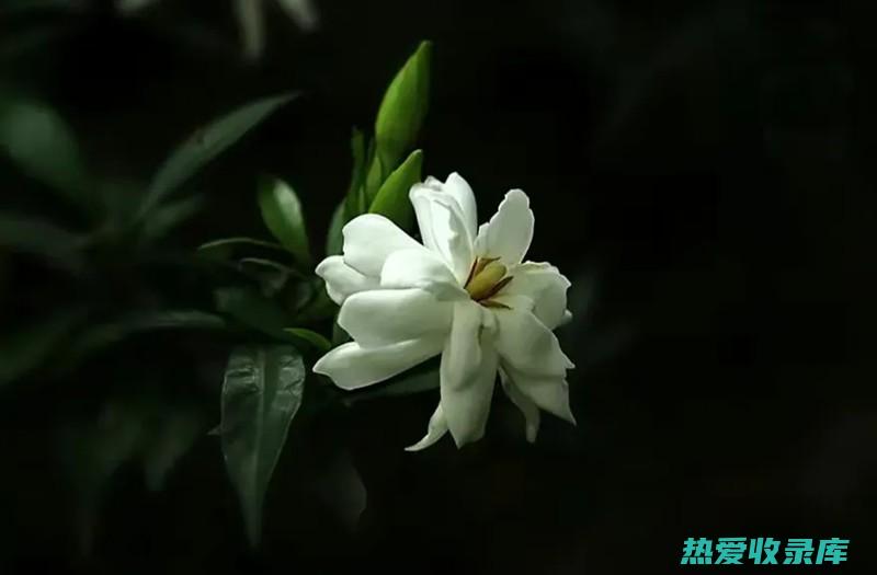 桅子花根的功效