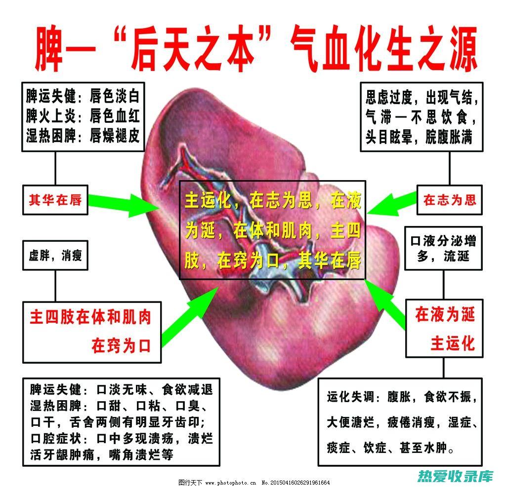 脾泻的功效与作用 (脾泻的功效与用药)