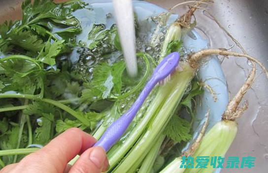 中医芹菜的功效和作用