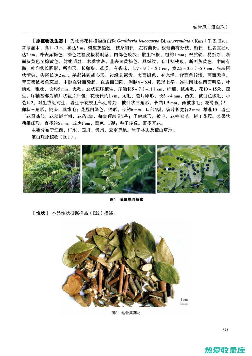 白珠药材价格