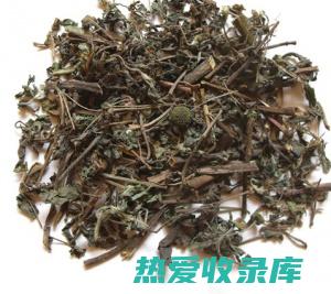 墨旱莲可以泡茶喝吗