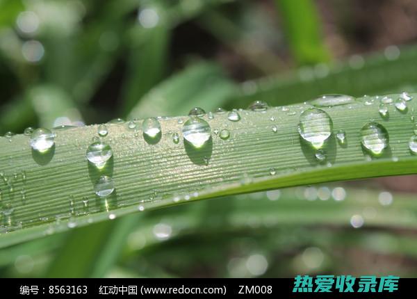 露水功效