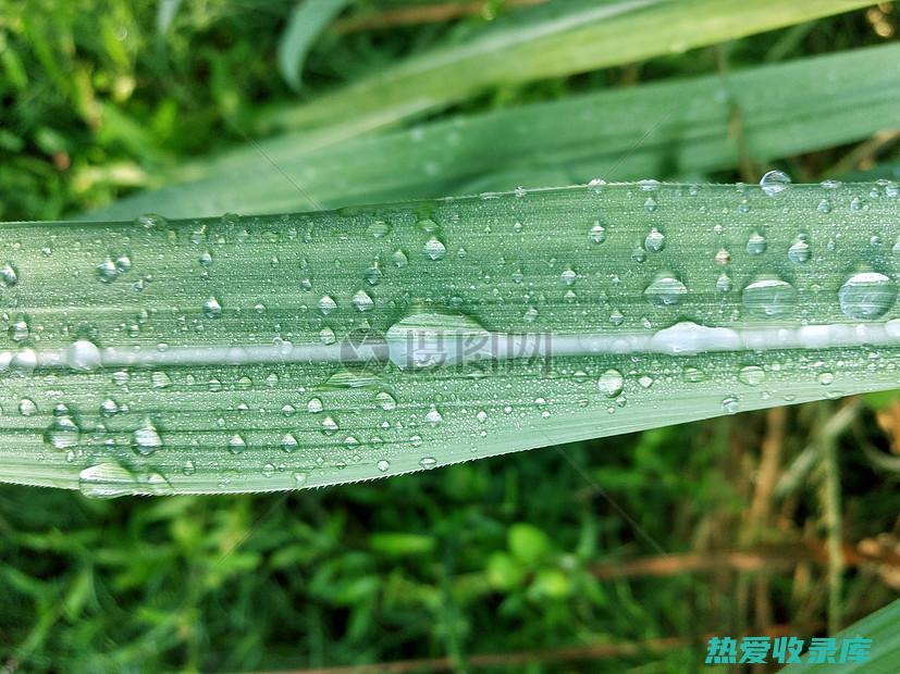 露水功效