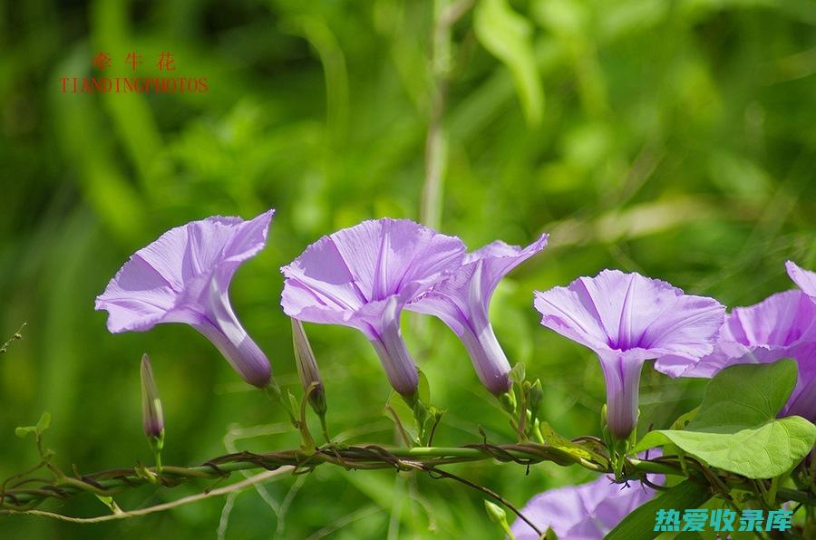 牵牛花的功效与作用 (牵牛花的功效与作用及禁忌)