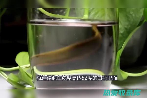 水蛭有什么作用与功效 (水蛭有什么作用和功效)