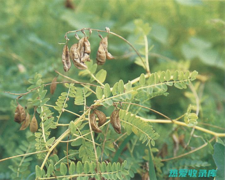 生黄芪功效与作用 (生黄芪功效与作用的功能与主治与用量)