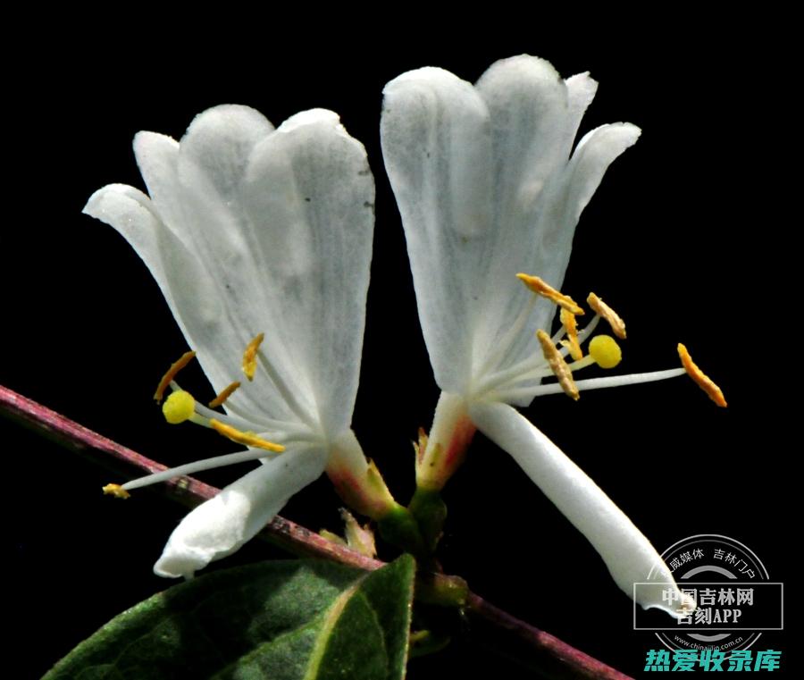 金银忍冬的花语与寓意