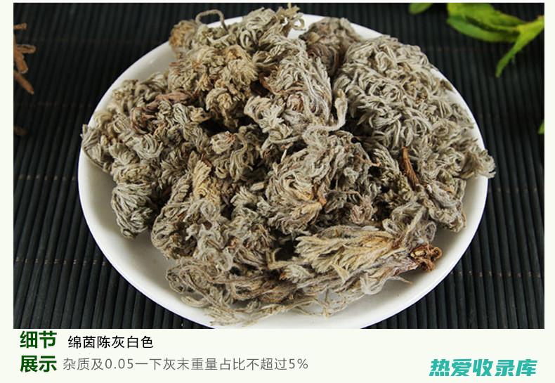 绵茵陈的功效作用