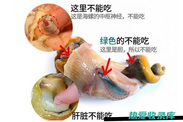 海螺蛸的功效 (海螺蛸的功效与作用与主治)