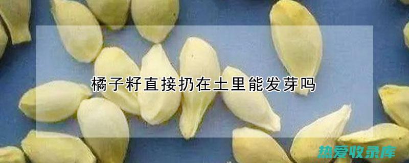 中药橘子籽功效与作用