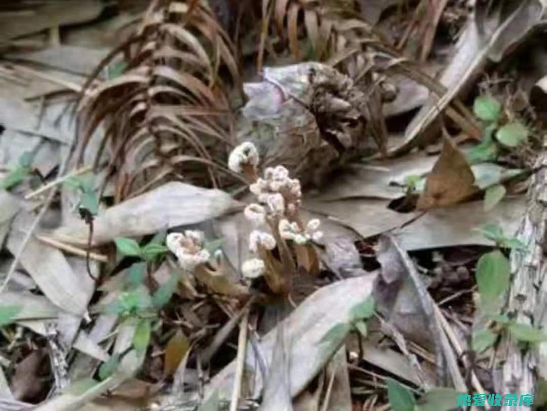 长期炖金蝉花喝的功效 (金蝉花炖汤)