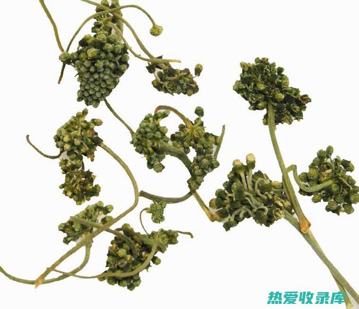 人参花的功效与作用及禁忌 (人参花的功效与作用)