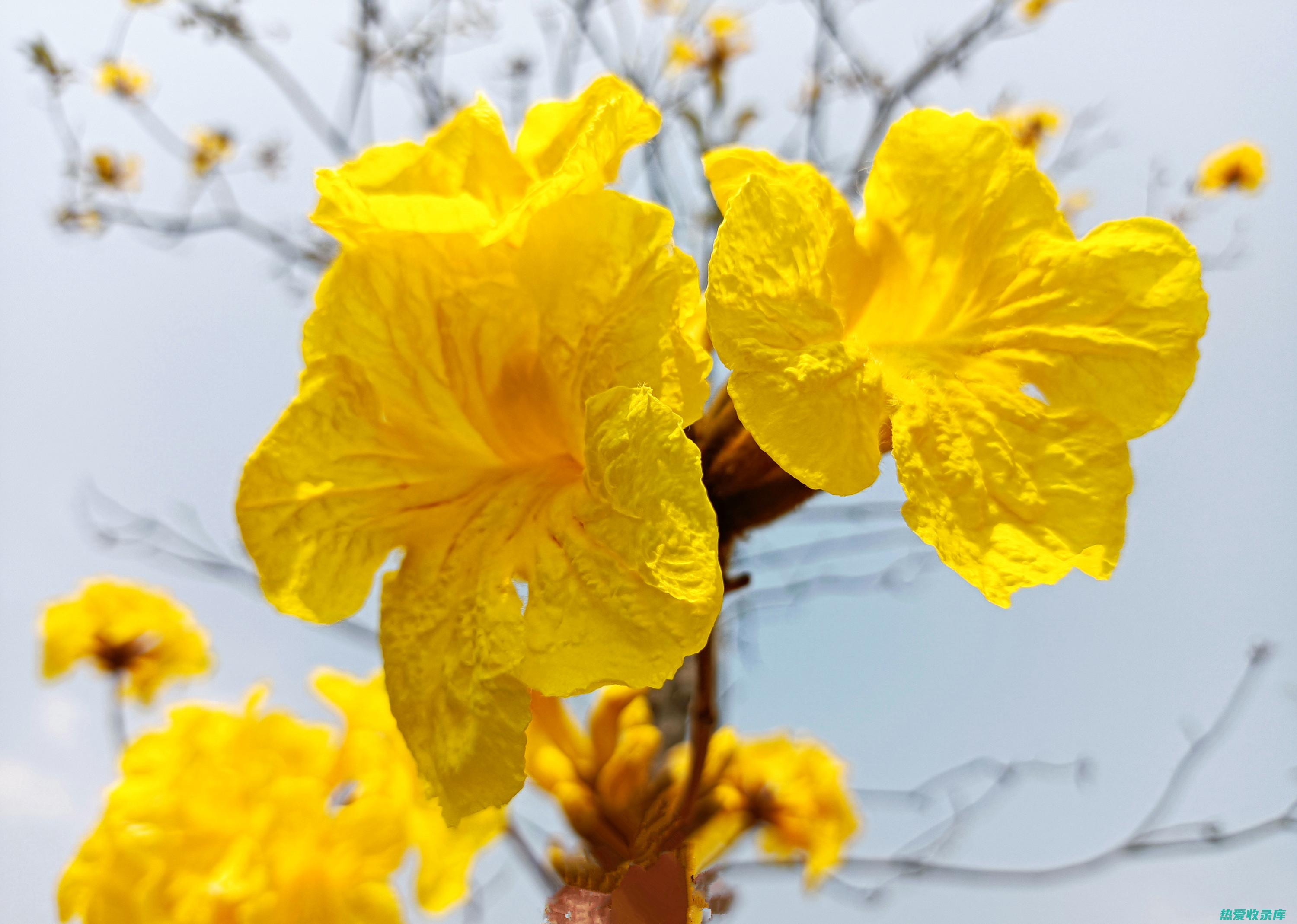 大黄与红花的区别