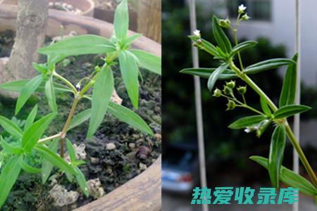 白花蛇舌草作用与功能主治