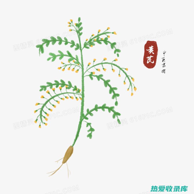 药材黄芪的功效 (药材黄芪的功效与主治)