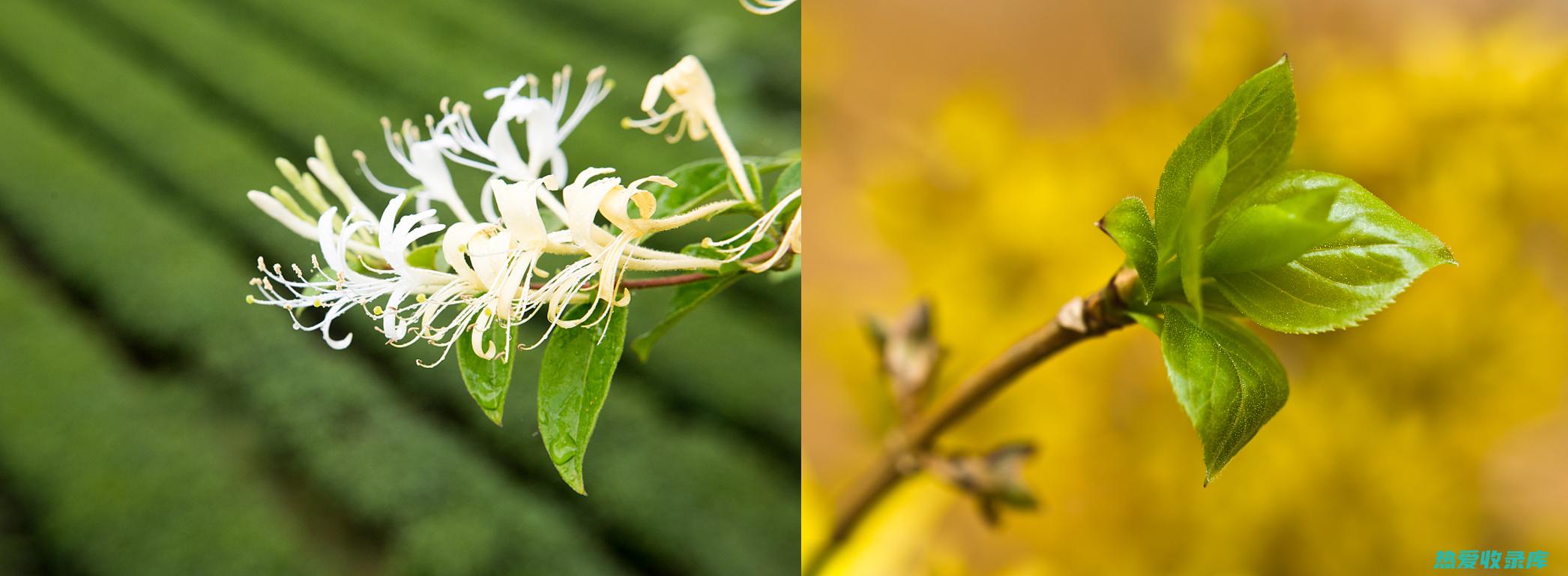 黄芩黄连薄荷丹参党参这些生物来自于唇形科的是