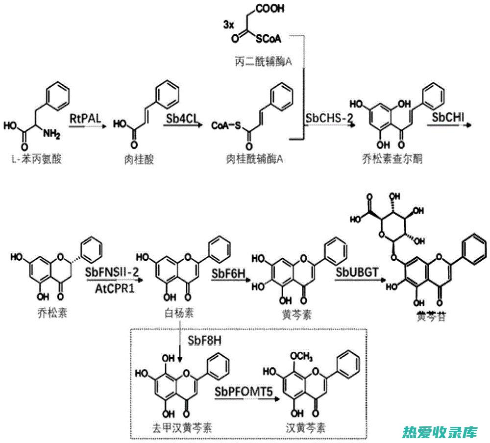 黄芩方法和用量