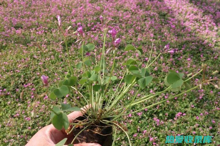 种植醡浆草