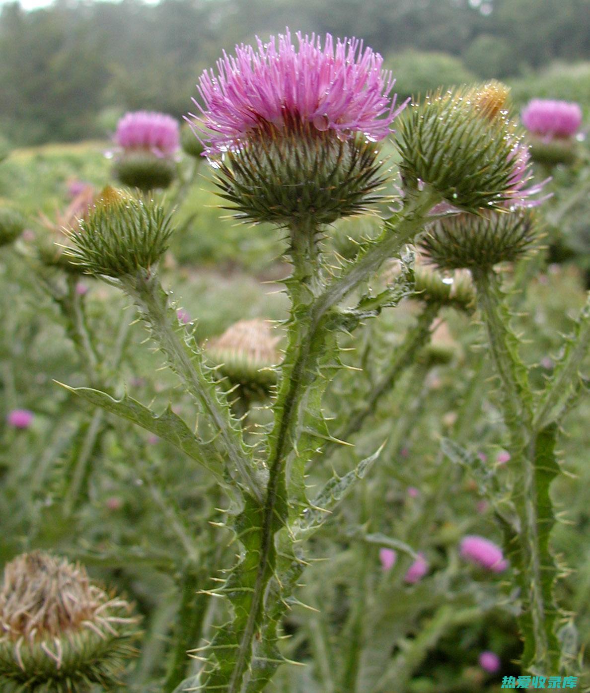 野刺菜的与功效