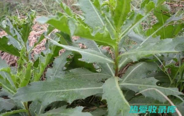 野菜刺菜怎么做好吃