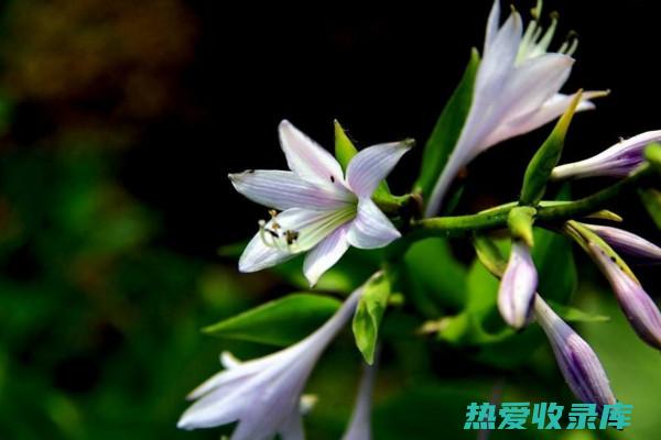 玉簪花的功效 (玉簪花能治什么病)