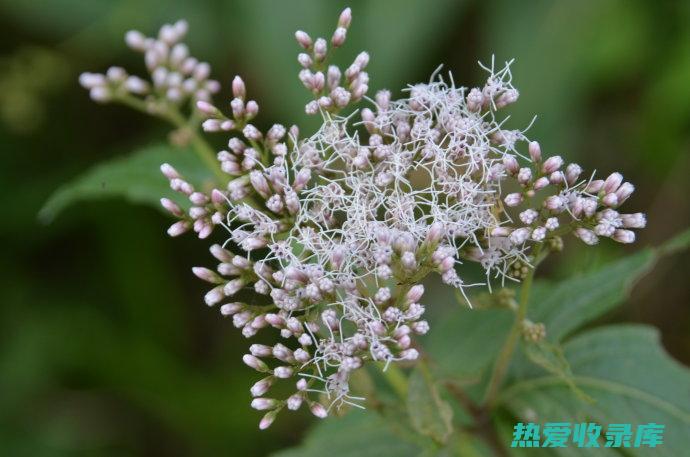 伏神的功效与作用及禁忌 (伏神的功效与作用与主治功能)