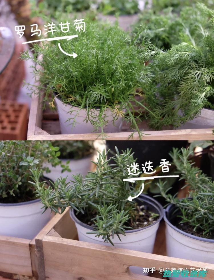 香草功效 (香草功效作用与主治)