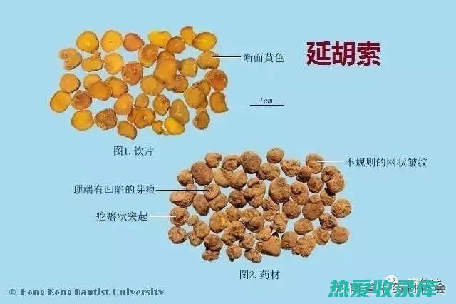 醋延胡索功效与作用 (醋延胡索功效与作用功)