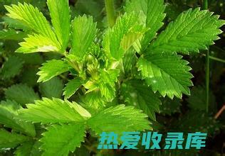 仙鹤草功效 (仙鹤草功效与作用主要治什么病症)