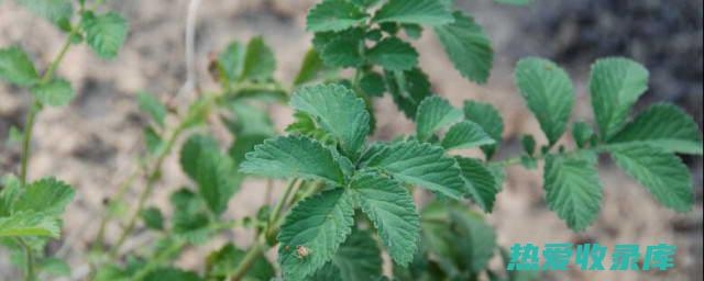 仙鹤草功效 (仙鹤草功效作用与主治)