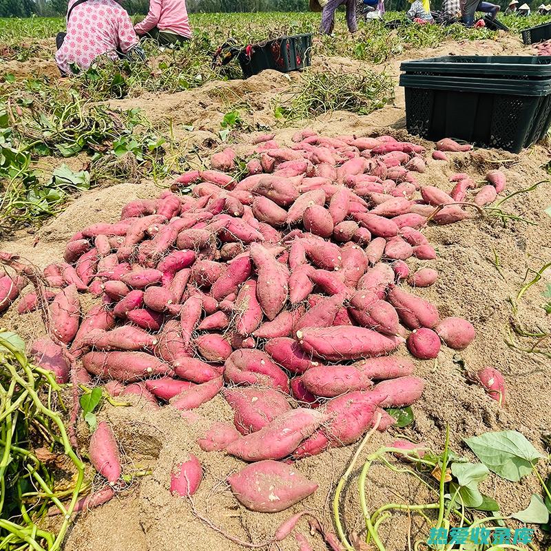 黄心山薯功效与作用