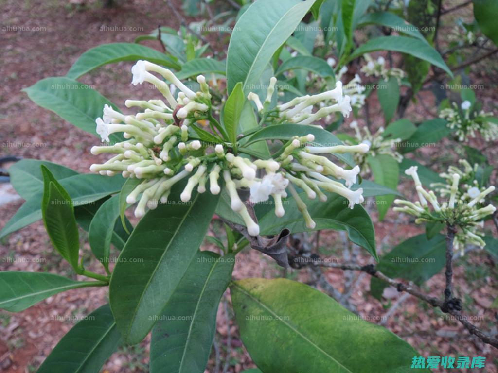 罗芙木的作用与功效