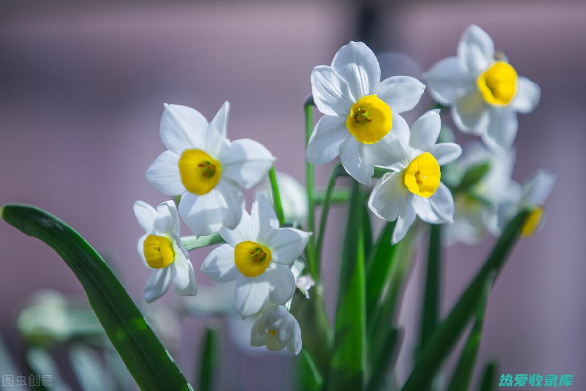 冬开花有什么功效 (冬季开花的花草)