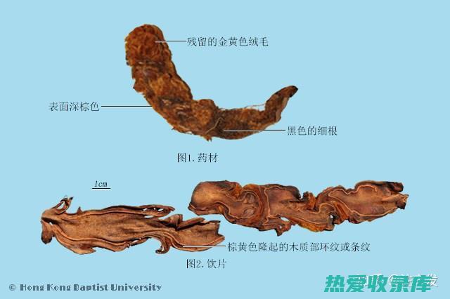 草药狗脊的功效