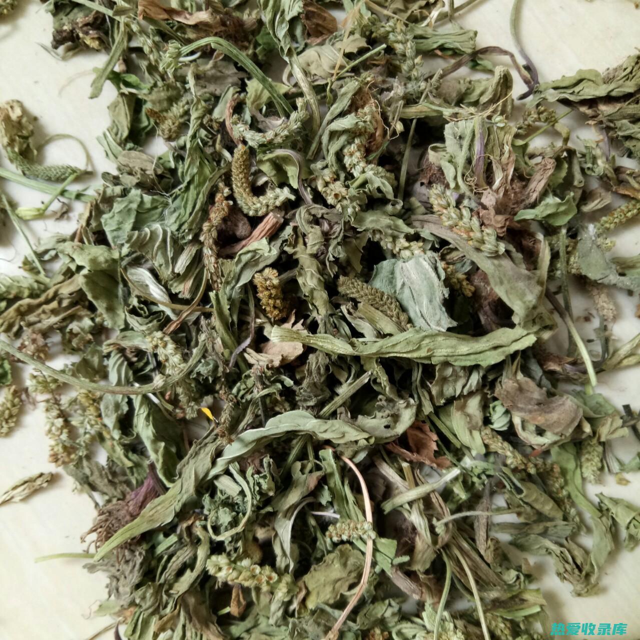 中药车前的功效与作用 (中药车前的功效)