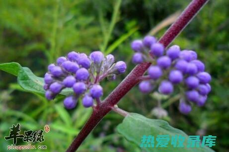 香草的功效与作用及食用方法 (香草的功效与作用怎么用)