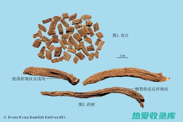 盐续断的功效与作用 (盐续断的功效与作用及禁忌的功效与作用)