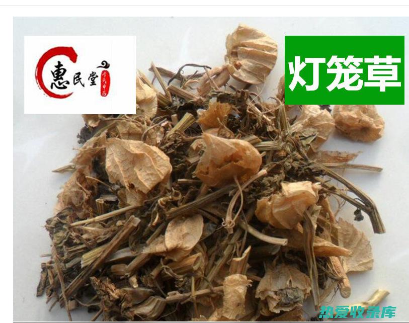 灯笼草有什么药用功效 (灯笼草有什么作用与功效)