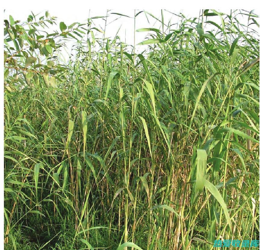 芦根性味归经功效 (芦根性味归经及功效作用?)