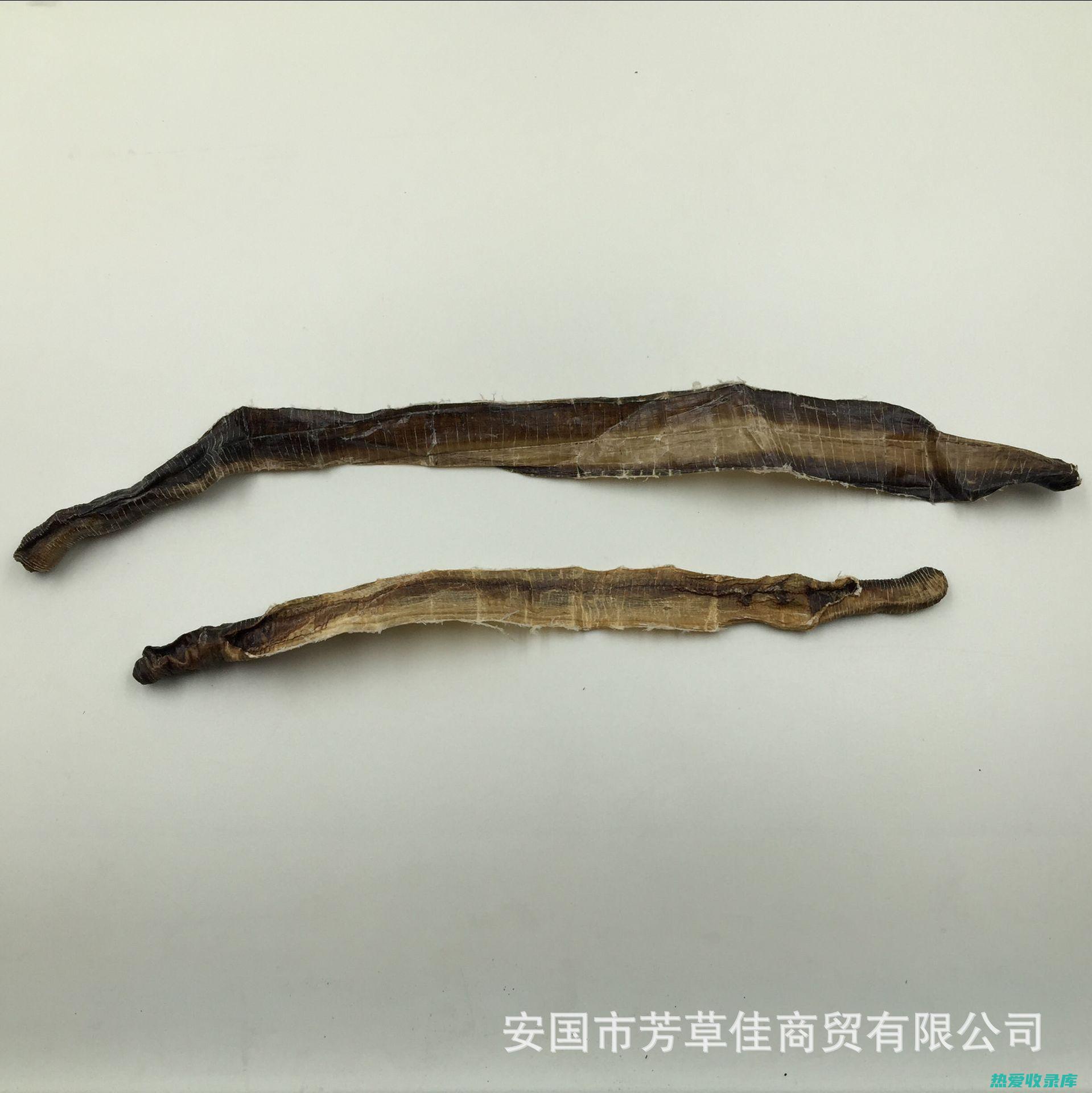 中药广地龙的功效与作用 (中药广地龙的功效)