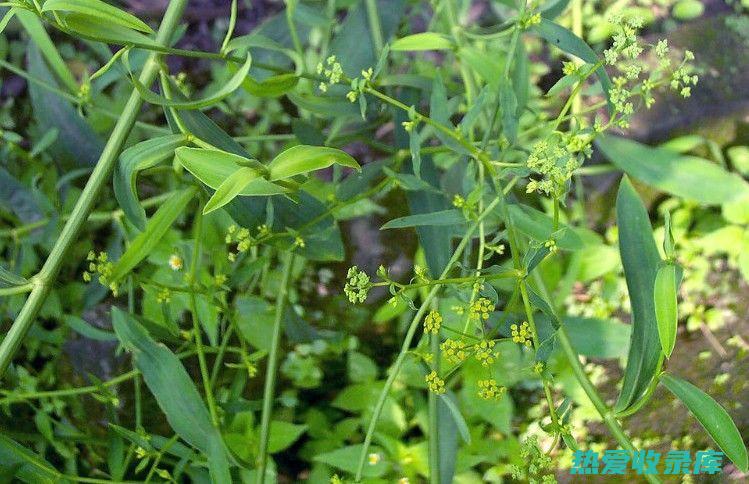 小柴胡草什么功效与作用 (小柴胡药草是什么样的)