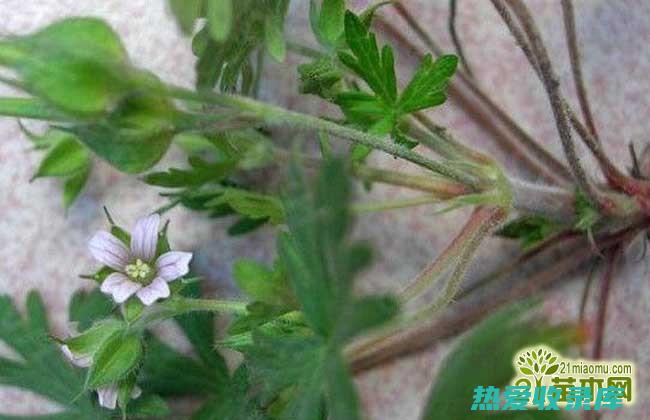 仙鹤草有什么功效啊