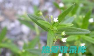 白舌草功效与作用 (白舌草功效与禁忌)