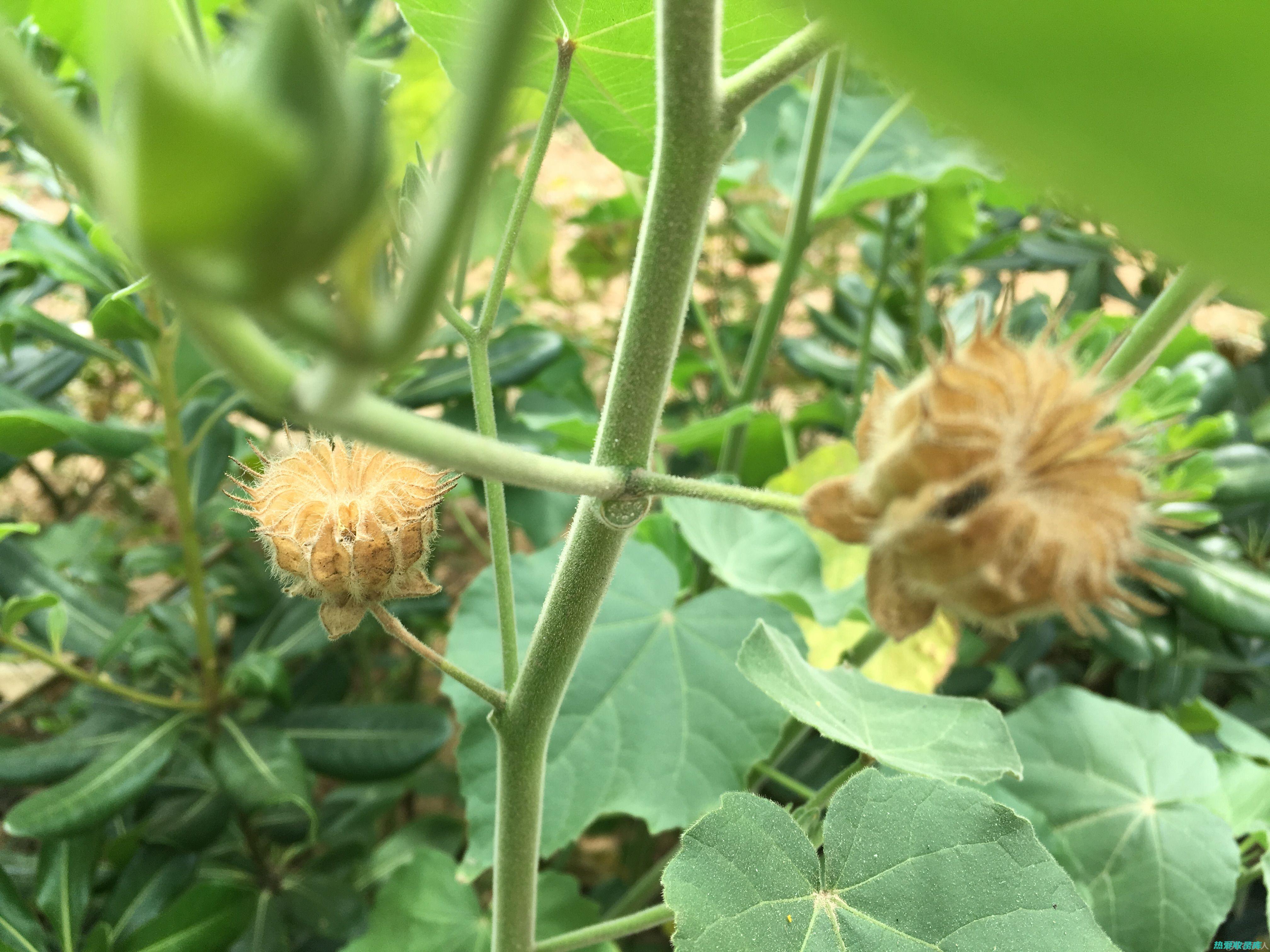 野麻草的功效与作用