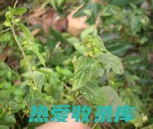 野麻草的功效与作用 (野麻草的功效与主治)