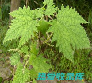 野麻草的功效与作用