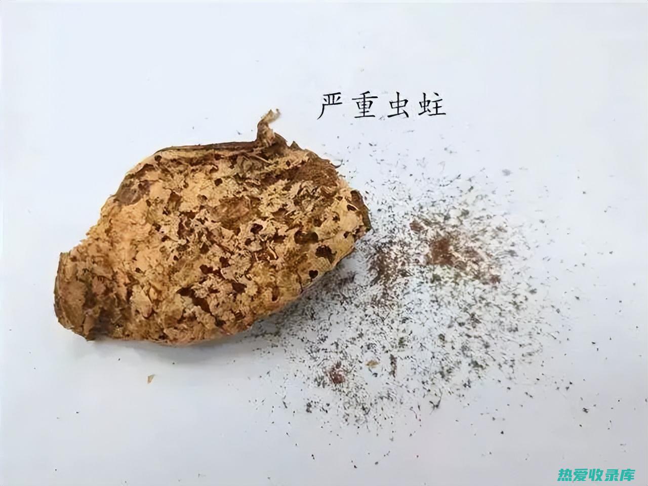 中药土虫的功效与作用 (中药土虫的功效和作用)