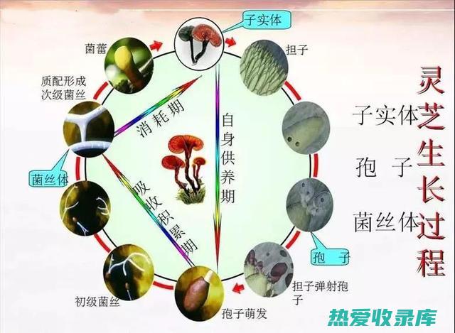 灵芝叶功效食用方法