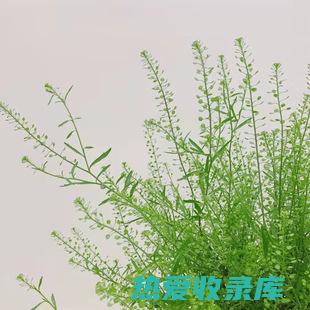 铃铃草功效 (铃铃草的功效)