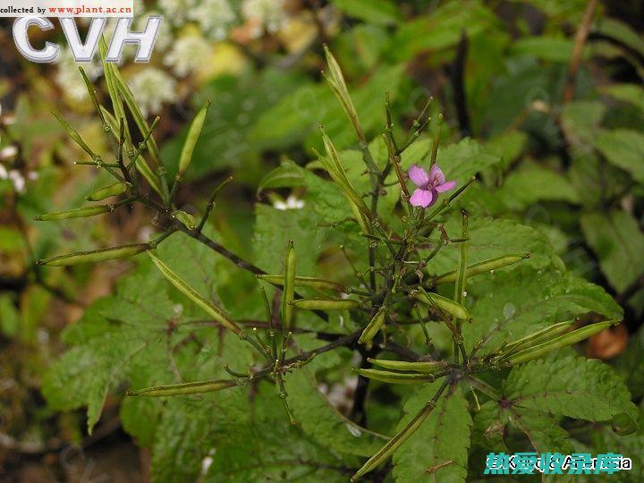 石杆菜功效与作用